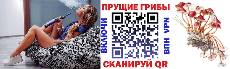 Псилоцибиновые грибы Cubensis Опочка